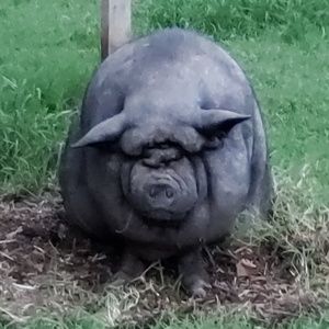 Meet your Posher, Jamie